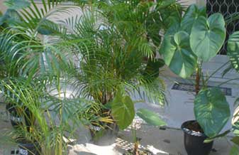 Casa das Flores Secas - Foto 1